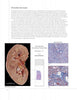 A close-up of "Hidden Beauty: Exploring the Aesthetics of Medical Science" by Schiffer Publishing, Ltd., showcasing detailed human anatomy illustrations and medical imaging insights.
