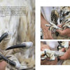Close-up photos from Schiffer Publishing, Ltd.'s "Inside an Osprey's Nest" show a person handling an osprey’s talons and legs, highlighting the bird’s size and strength—a raptor adventure inspired by the Chesapeake Conservancy Osprey Nest Cam.