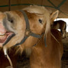 A close-up of a brown horse with a light mane, baring its teeth as if smiling under a tent, captures Amish life in Lancaster County. From "Faces of Lancaster County" by Schiffer Publishing, Ltd., another horse and a hatted person appear in the background.