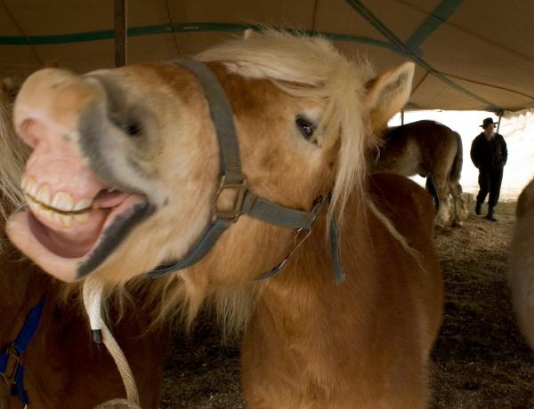 A close-up of a brown horse with a light mane, baring its teeth as if smiling under a tent, captures Amish life in Lancaster County. From "Faces of Lancaster County" by Schiffer Publishing, Ltd., another horse and a hatted person appear in the background.
