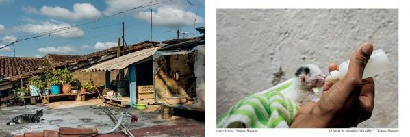 Left: Two Cuban street cats lounge on a sunlit rooftop amid plants and rustic buildings. Right: A kitten is bottle-fed—captured brilliantly in The Cats of Cuba by Schiffer Publishing, Ltd., perfect for cat photography lovers.