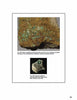 A page from "Introduction to Radioactive Minerals" by Schiffer Publishing, Ltd. shows mottramite specimens: plates and flakes on sandstone above, and equant crystals on rock below, each with descriptive captions.