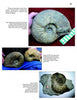 Page from "Mesozoic Fossils II" by Schiffer Publishing, Ltd. shows three photos of large spiral-shaped Cretaceous ammonite fossils from Texas, one with a ruler for scale and another fossil embedded in rock, with descriptive labels.