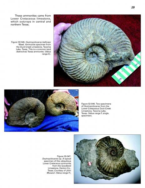 Page from "Mesozoic Fossils II" by Schiffer Publishing, Ltd. shows three photos of large spiral-shaped Cretaceous ammonite fossils from Texas, one with a ruler for scale and another fossil embedded in rock, with descriptive labels.