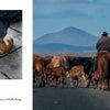 On the left, worn cowboy boots and spurs; on the right, a cowboy herds cattle along a rural road framed by mountains and wildlife—captured in "Eastern Oregon" from Schiffer Publishing, Ltd.