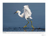 A snowy egret with white feathers and yellow feet hunts in Cape May's blue waters—a scene featured in "Birds of Cape May, New Jersey" by Schiffer Publishing, Ltd., perfect for bird-watching and wildlife photography fans.