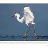 A snowy egret with white feathers and yellow feet hunts in Cape May's blue waters—a scene featured in "Birds of Cape May, New Jersey" by Schiffer Publishing, Ltd., perfect for bird-watching and wildlife photography fans.