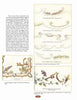 A page displays text on Silk Art Embroidery from Schiffer Publishing, Ltd., with images of scalloped borders, floral motifs, and intricate corner designs in soft pastels—echoing delicate Victorian needlework on antique linens.