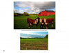 Top: Four brown and white cows on green grass near a red barn evoke Americana. Bottom: Young green crops grow in a scenic field. Both images are featured in "Along Route 7" by Schiffer Publishing, Ltd.