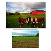 Top: Four brown and white cows on green grass near a red barn evoke Americana. Bottom: Young green crops grow in a scenic field. Both images are featured in "Along Route 7" by Schiffer Publishing, Ltd.