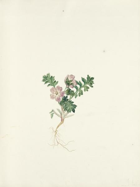 A botanical illustration from "Texas Wild Flowers" by Schiffer Publishing, Ltd. shows a small plant with green, lobed leaves and delicate light pink flowers, its roots exposed against an off-white backdrop, evoking classic Texas wildflower art.