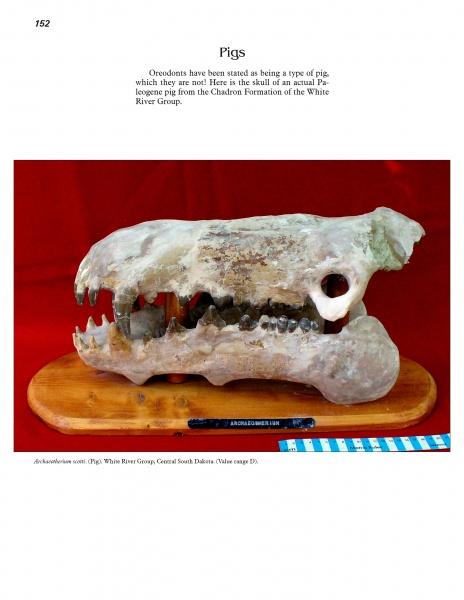 Cenozoic Fossils 1 by Schiffer Publishing, Ltd. shows a large fossilized skull with sharp teeth on a red surface next to a blue ruler. The background is red. Text notes it's an oreodont from the Age of Mammals, not an actual pig.