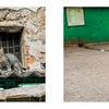 A scene from The Cats of Cuba by Schiffer Publishing, Ltd. shows street cats on a worn roof near a barred window, while a lone black-and-white cat lounges by a sack on a cart against a green wall—true Cuban cat photography.