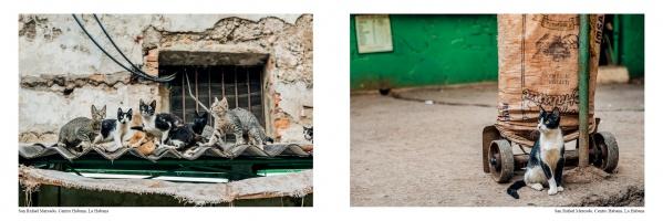 A scene from The Cats of Cuba by Schiffer Publishing, Ltd. shows street cats on a worn roof near a barred window, while a lone black-and-white cat lounges by a sack on a cart against a green wall—true Cuban cat photography.