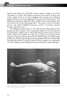 A black-and-white photo shows two large, pale river carps swimming above a rocky riverbed. The text from "Strange Monsters of the Pacific Northwest" by Schiffer Publishing, Ltd. discusses American fish and rumored sea monsters. Page 72.