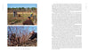 Two photos from Out in Blue Fields (Schiffer Publishing, Ltd.) show people tending Cape Cod blueberries outdoors: four work among sparse bushes in the top image, while two prune low to the ground in the bottom, beside a text page.