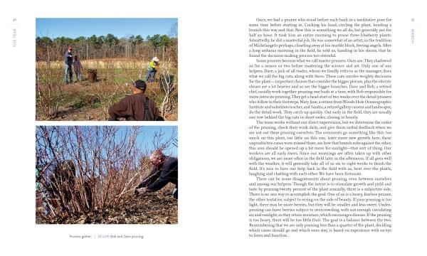 Two photos from Out in Blue Fields (Schiffer Publishing, Ltd.) show people tending Cape Cod blueberries outdoors: four work among sparse bushes in the top image, while two prune low to the ground in the bottom, beside a text page.