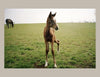 A young brown foal with white markings stands in a grassy field beside an adult horse, evoking Arthur Frank's style. The image, bordered by a beige frame, appears in "Horse Racing" from Schiffer Publishing, Ltd.