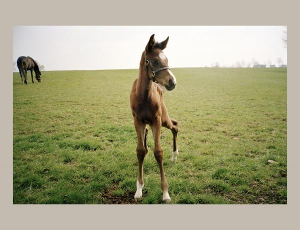 A young brown foal with white markings stands in a grassy field beside an adult horse, evoking Arthur Frank's style. The image, bordered by a beige frame, appears in "Horse Racing" from Schiffer Publishing, Ltd.
