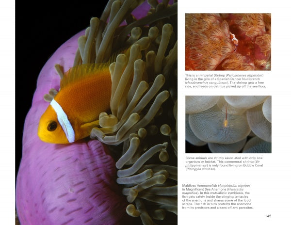 A vibrant orange clownfish with a white stripe swims among pink and green anemone tentacles—ideal for scuba fans—beside informational text and marine close-ups, featured in "Underwater Photography" by Schiffer Publishing, Ltd.