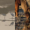Wading birds in shallow sunrise waters and a wild horse at a pond appear on the cover of “Natural Wonders of Assateague Island” by Schiffer Publishing, Ltd., with a table of contents overlaying the wildlife scene.