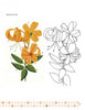 Illustration of a yellow tiger lily with labeled parts beside a line drawing—an inspiring image for chair painting, as featured in Decorating Chairs: 7 Painting Projects by Schiffer Publishing, Ltd.