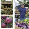 A two-page spread from *Farms of Cape Cod* (Schiffer Publishing, Ltd.) captures a Cape Cod farm stand with baskets of produce, smiling farmers, and shoppers surrounded by signs, apples, and colorful local organic food.