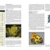 oxides and hydroxides