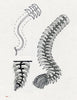 Three black-and-white sketches from Schiffer Publishing, Ltd.’s "Doodling Borders for Wood Burning, Gourds & Drawing" show a segmented fin-like tail with spines and tuft. Pattern drawing techniques add texture in one profile and two angled views.