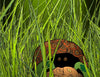 A scene from Schiffer Publishing, Ltd.'s "The Turtle Tank": A turtle with a patterned shell peers out from tall green grass, its clever camouflage blending perfectly among the lush shades of nature.