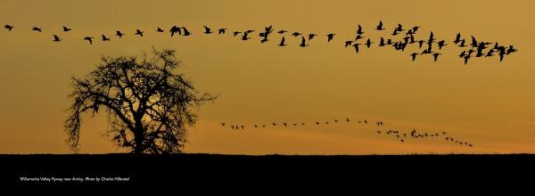 A lone tree stands at sunset as a flock of birds flies overhead, capturing the essence of Willamette Valley, Oregon—celebrated for its pinot noir—in this scene from Schiffer Publishing, Ltd.
