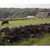 A brown cow grazes in a green field beside a stone wall, evoking classic "Martha's Vineyard" scenes from Schiffer Publishing, Ltd., with barns and trees in the background beneath a cloudy sky.