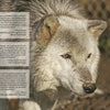 A book spread from "Wolf Sanctuary" by Schiffer Publishing, Ltd. shows a man with a camera, quote text boxes, and a close-up wolf photo on the left, with the table of contents listing chapters and pages on the right.