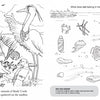 Two black-and-white pages from the Chadwick Activity Book by Schiffer Publishing, Ltd.: one shows birds on a sandbar; the other asks "What does not belong in the Bay?" with natural items and trash. Inspired by Chadwick the Crab’s adventures.
