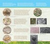A page from "In Mouse's Backyard" by Schiffer Publishing, Ltd. displays close-up illustrations of insects, tree bark, and a frog with labels, set against teal and green blocks showing Mouse’s backyard habitat.