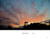 A vivid Cape Cod nature photo from Schiffer Publishing, Ltd.'s Wild Cape Cod: tree silhouettes, an orange-blue sunset sky, and “happy hour and sunset, chatham” in white text along the bottom.