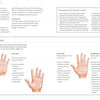 A page from "Your Health in Your Hands" by Schiffer Publishing, Ltd. shows four illustrated palm types—Earth, Fire, Air, and Water—with labels. Sidebars discuss hand analysis and health clues; surrounding text explains each detailed image.