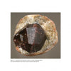 The "Collector's Guide to the Garnet Group" by Schiffer Publishing, Ltd. is an essential resource for mineral collectors and gemology enthusiasts interested in garnets, offering detailed insights into these prized specimens.