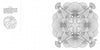 A black-and-white illustration from Schiffer Publishing, Ltd.'s "Animal Life" shows four ornate boxfish arranged symmetrically with fanned fins and tails, plus a small octopus drawing—great for nature coloring book fans.