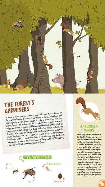 Discover “The Forest” by Schiffer Publishing, Ltd.—an illustrated guide featuring woodland animals like squirrels, birds, insects, and a pig among leaves. Includes text on each animal’s role in the ecosystem; ideal for forest books or fold-out posters.