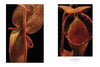 Schiffer Publishing, Ltd.’s "The Sinister Beauty of Carnivorous Plants" features botanical photos of pitcher plants with speckled yellow-red patterns, shown from the side and with an open, tooth-rimmed mouth against a black background.