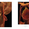 Schiffer Publishing, Ltd.’s "The Sinister Beauty of Carnivorous Plants" features botanical photos of pitcher plants with speckled yellow-red patterns, shown from the side and with an open, tooth-rimmed mouth against a black background.