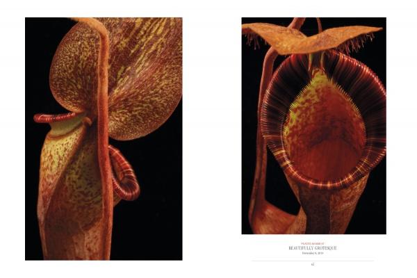 Schiffer Publishing, Ltd.’s "The Sinister Beauty of Carnivorous Plants" features botanical photos of pitcher plants with speckled yellow-red patterns, shown from the side and with an open, tooth-rimmed mouth against a black background.