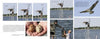 Inside an Osprey's Nest from Schiffer Publishing, Ltd. presents images of people on a ladder at an osprey nest, close-ups of eggs, and an osprey soaring over water, with the Chesapeake Conservancy Osprey Nest Cam and tree-lined shoreline in view.