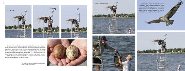 Inside an Osprey's Nest from Schiffer Publishing, Ltd. presents images of people on a ladder at an osprey nest, close-ups of eggs, and an osprey soaring over water, with the Chesapeake Conservancy Osprey Nest Cam and tree-lined shoreline in view.