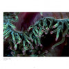 Seaduction" by Schiffer Publishing, Ltd. features stunning underwater photography of green and purple-tipped sea anemone tentacles curling and swaying, highlighting their vibrant colors and translucent texture against a dark backdrop.