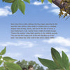 Two boys stand among lush leaves, gazing up at a baby squirrel and its nest. One points excitedly, dreaming of a rescue adventure like "Squirrel Rescue" by Schiffer Publishing, Ltd.