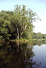 The Potomac Pathway by Schiffer Publishing, Ltd. captures a tall tree by a calm river in the Potomac Valley, its reflection shining in the water, surrounded by leafy trees under a clear sky in the National Historical Park.
