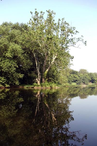 The Potomac Pathway by Schiffer Publishing, Ltd. captures a tall tree by a calm river in the Potomac Valley, its reflection shining in the water, surrounded by leafy trees under a clear sky in the National Historical Park.