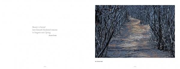 A narrow dirt path winds through leafless, twisted trees beneath a cloudy sky, capturing the haunting beauty of the Pinelands. On the left, a quote from Albert Brum appears on a white background. Published by Schiffer Publishing, Ltd.